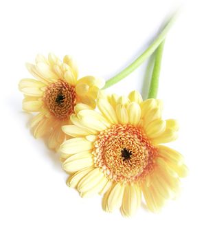 2gerbera.jpg