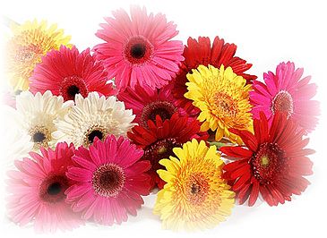 Gerbera.jpg